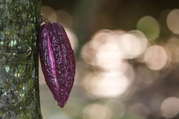Păstaie de cacao — Fotografie, imagine de stoc