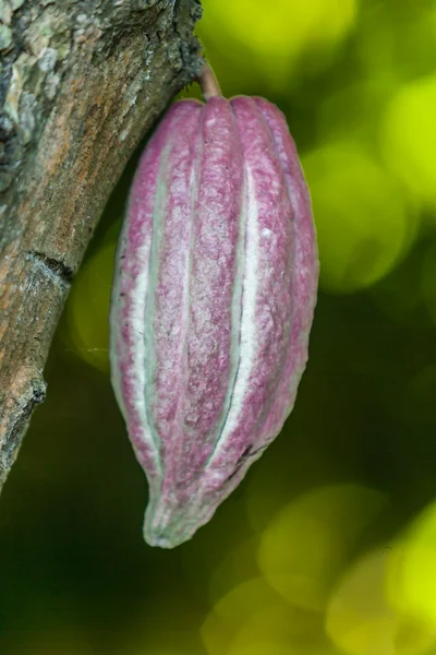 Kakao pod — Stockfoto