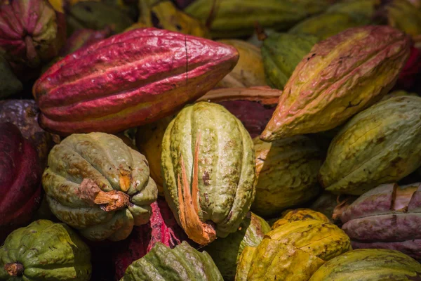 Kakaoschoten — Stockfoto