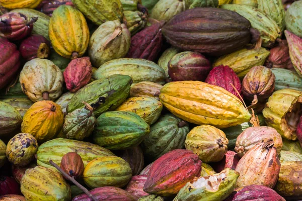 Kakao Kabukları — Stok fotoğraf