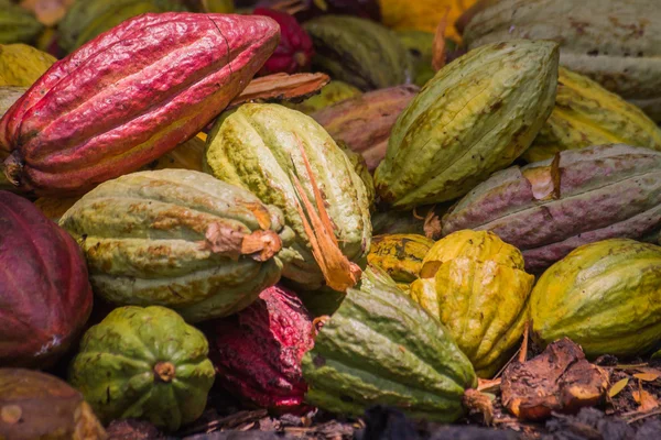 Kakaoschoten lizenzfreie Stockbilder