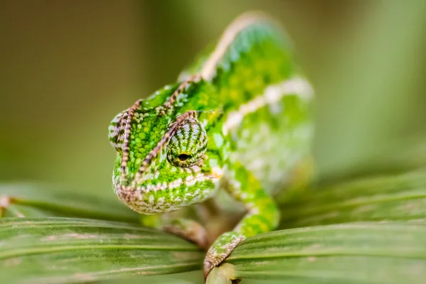 Panther chameleon — Stock Photo, Image