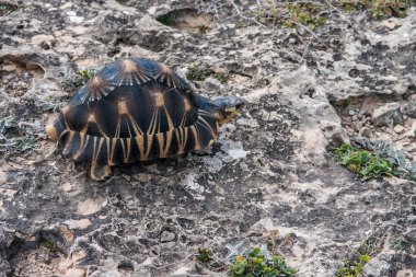 Radiated tortoise clipart