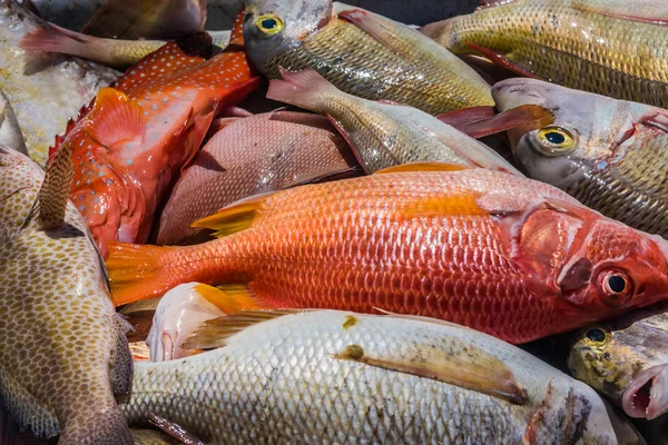 Stock image Heap of fish