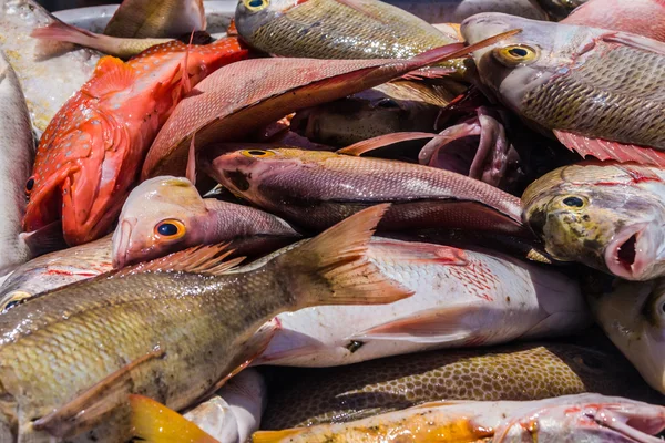 stock image Heap of fish