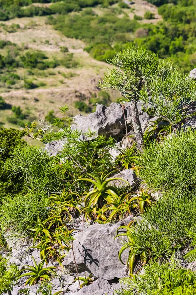 Madagaskarský vegetace — Stock fotografie