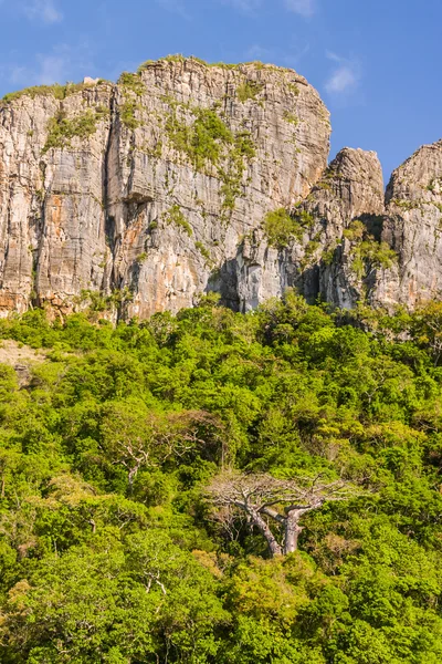 Малагасийская растительность — стоковое фото