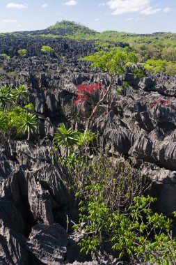 ankarana tsingy