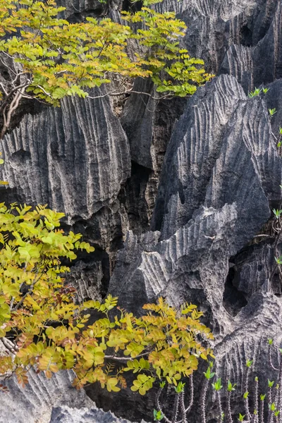 Tsingy de Ankarana Madagascar — Fotografia de Stock