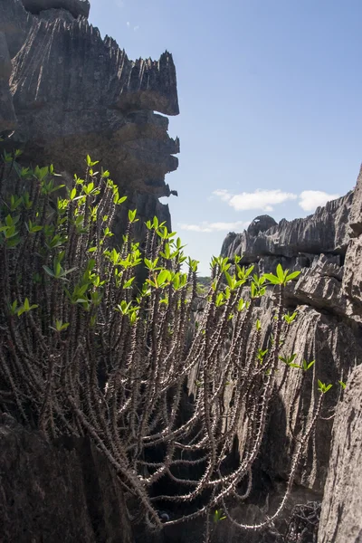 Tsingy ankarana — Zdjęcie stockowe