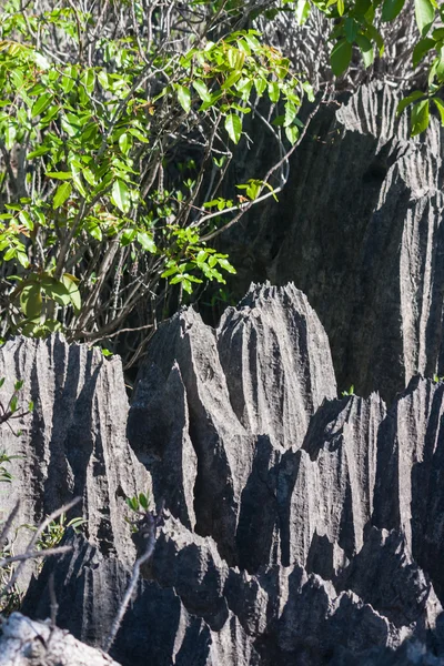 The Tsingy of Ankarana — Stock Photo, Image