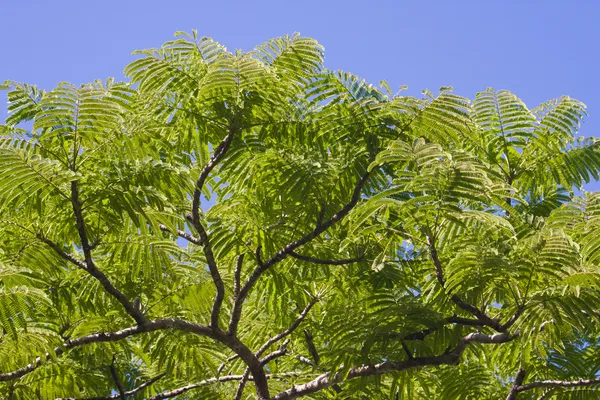 stock image Tamarind