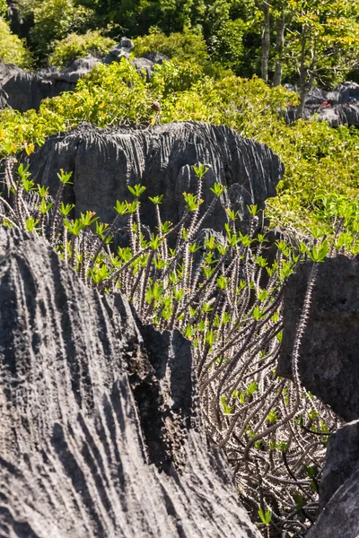 Tsingy van ankarana-Madagaskar — Stockfoto