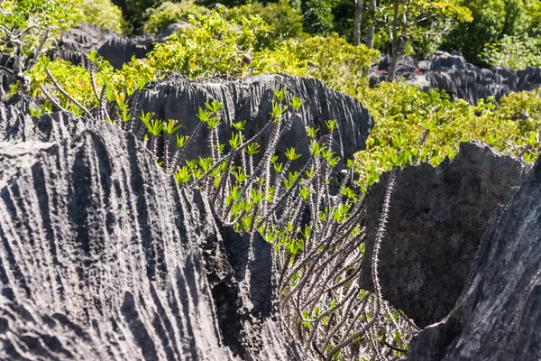 Tsingy ankarana Madagaskar — Zdjęcie stockowe