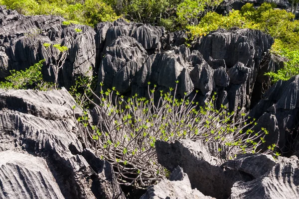 Tsingy ankarana Madagaskar — Zdjęcie stockowe