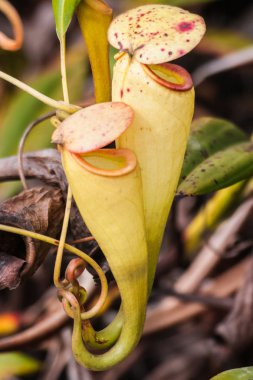 Nepenthes clipart