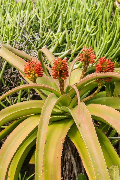 Aloe vera —  Fotos de Stock