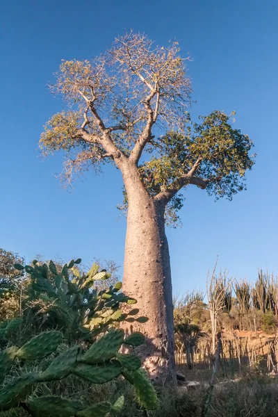 Albero di baobab — Foto Stock