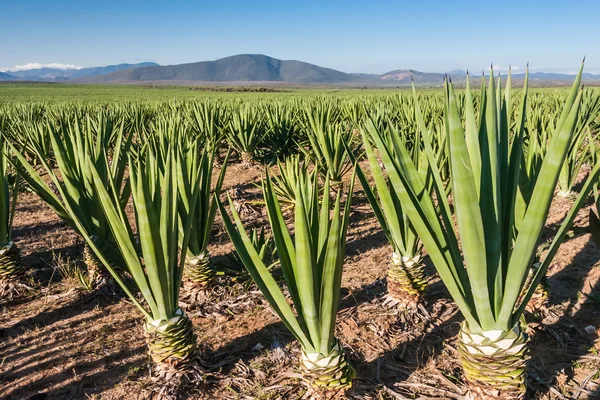 Stock image Sisal plantation