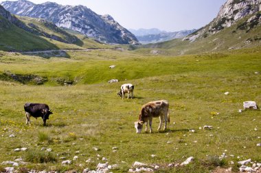 Cow on mounatins meadow - Montenegro clipart