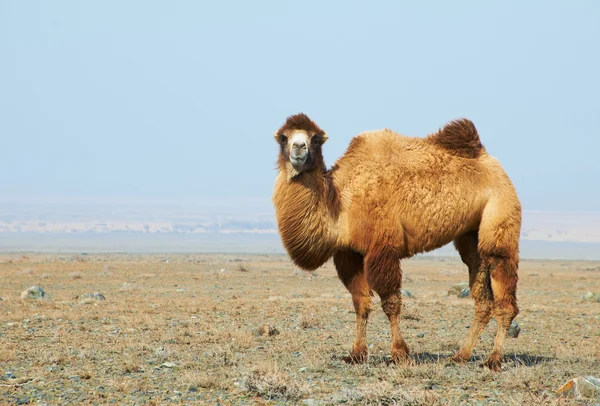 Kamel i ørkenen – stockfoto