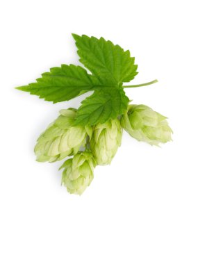 The branch of hops clipart