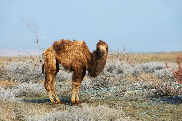 Mały wielbłąd na pustyni — Zdjęcie stockowe