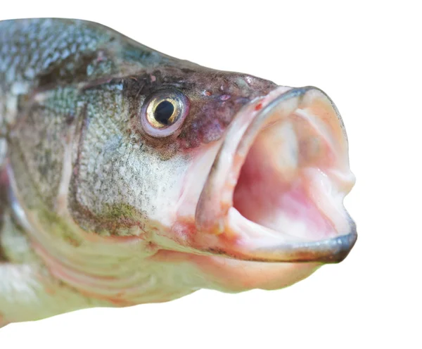 오픈 입으로 농 어 물고기 — 스톡 사진