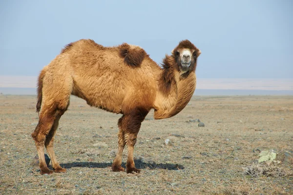 Верблюд у пустелі — стокове фото