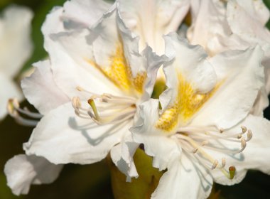 Flower of rhododendron