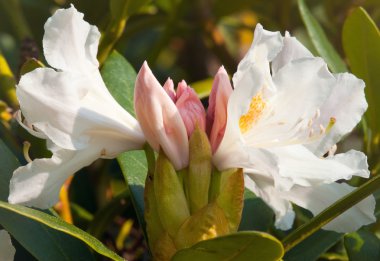 Flower of rhododendron