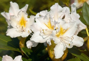 Flower of rhododendron