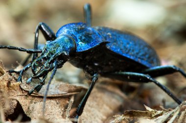 Ground beetle - Carabus intricatus clipart