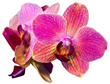 Pink orchid isolated on the white background clipart