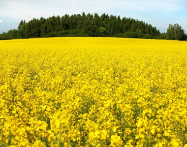 Field of rapeseed plant for green energy clipart