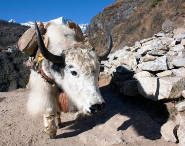 everest Merkez kampına - nepal yak