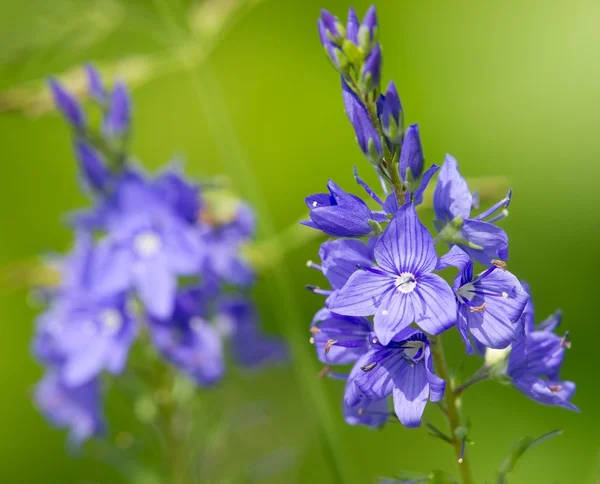 Veronica officinalis flower — Stock Photo, Image