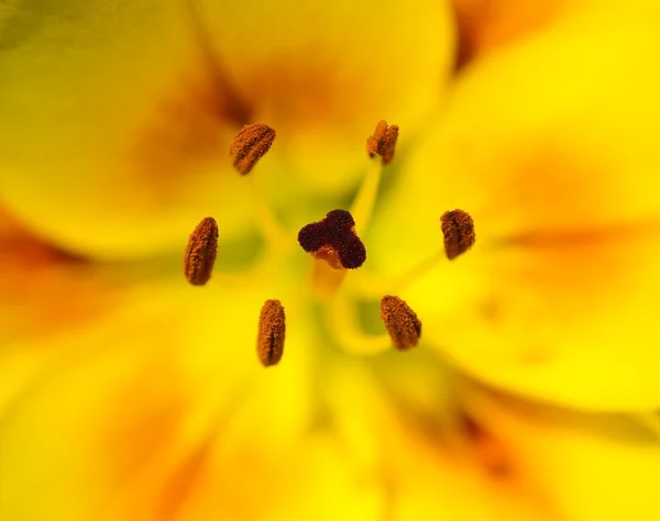 stock image Detail of lily flower