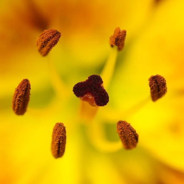 Detalj av lily flower — Stockfoto