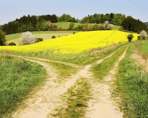 Vista no caminho do campo e no campo de colza amarelo — Fotografia de Stock