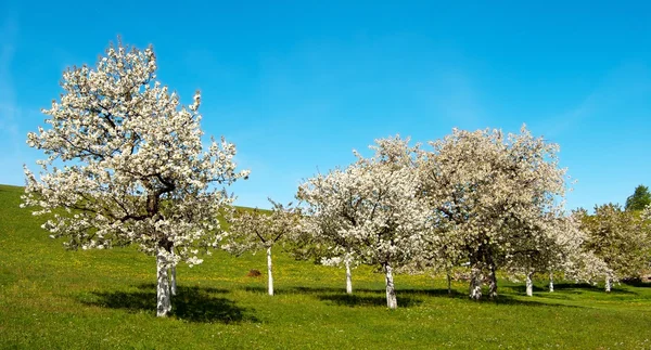 View of flowering cherry-trees — Stock Photo, Image