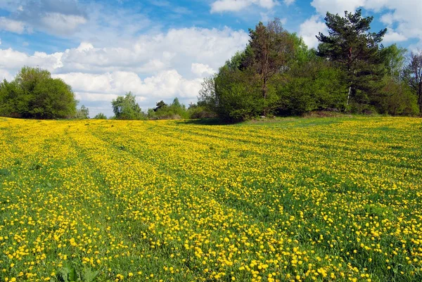 Yellow meadow with rural road and beautiful clouds — Stock Photo, Image
