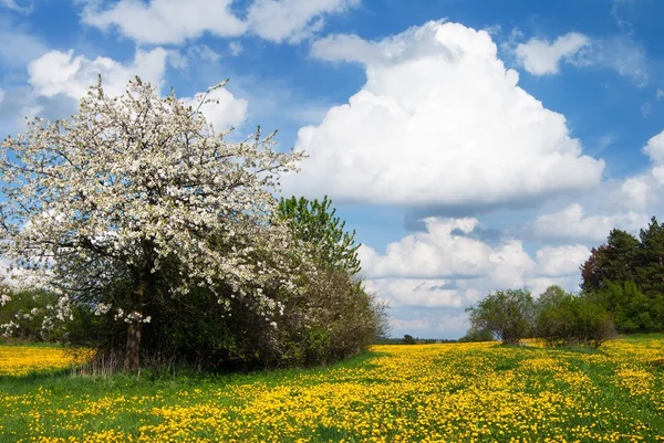 黄色草甸和美丽云彩的天空 — 图库照片