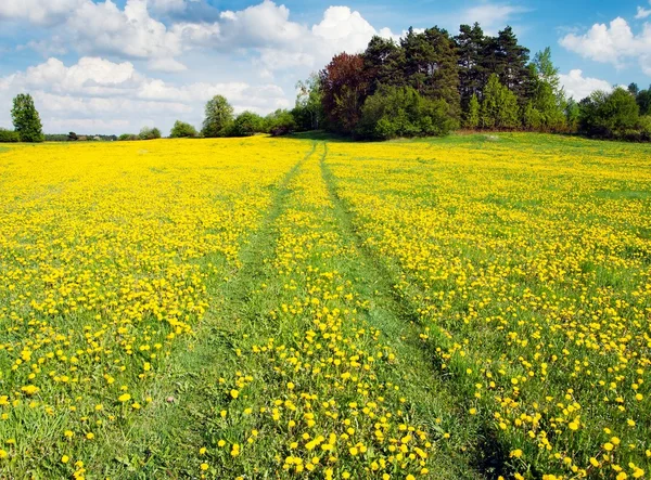 stock image Yellow meadow with rural road and beautiful clouds