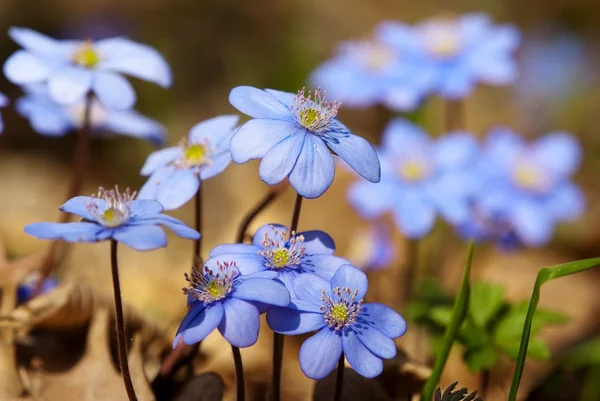 stock image Flowers of hepatica nobilis