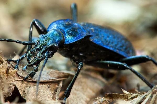 Ground beetle - Carabus intricatus — Stock Photo, Image
