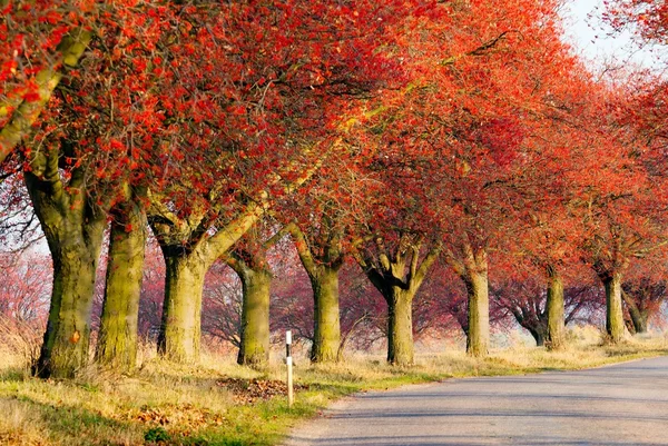 stock image Autumnal view of alley of chokeberry