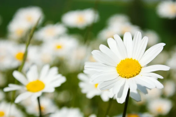 stock image Daisy on meadow