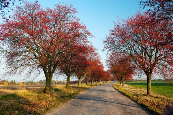 stock image Autumnal view of alley of chokeberry