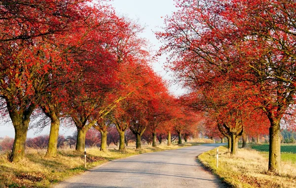 stock image Autumnal view of alley of chokeberry